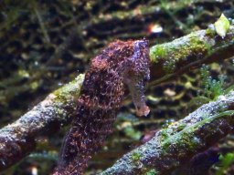 Haus des Meeres 4.02.2026